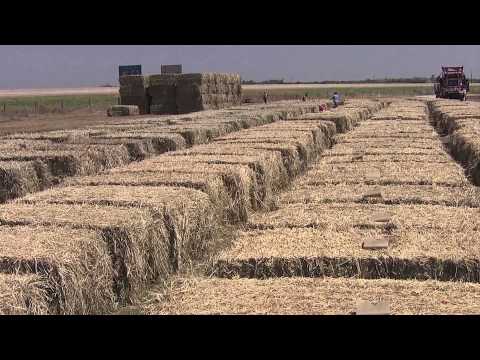 how to harvest biomass