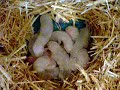 Mes b�b�s, 9-05-07