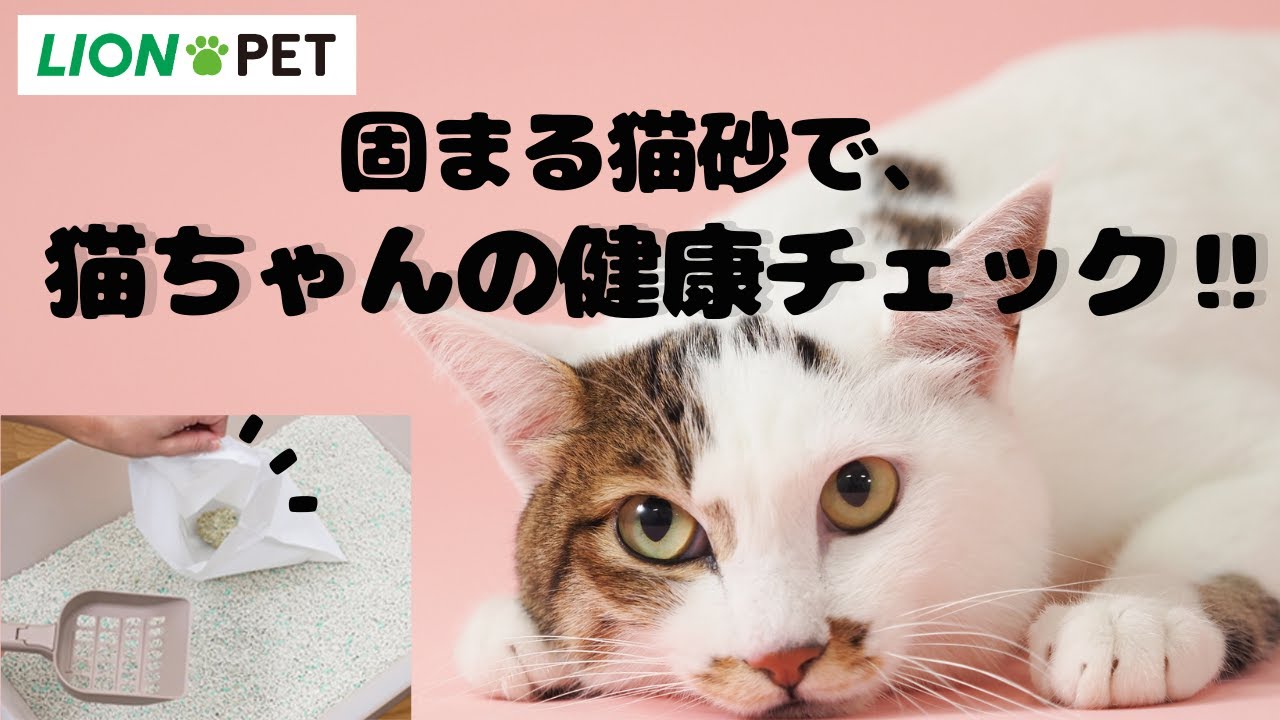 固まる猫砂で健康チェック