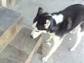 かわいい犬動画