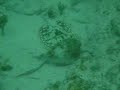 Hungry sting ray