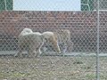 Tigers Tigers
