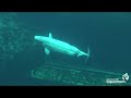 Beluga Birth