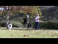 This dog training video outlines a plan for beginning to counter condition a dog to certain types of people that a dog becomes reactive to. This video can also be used as a way to socialize young puppies to weird things in the environment. Another useful application of these exercises would be for a dog and handler team practicing to take a Canine Good Citizen test, as well as proofing a Therapy dog or Service dog for all types of situations they might encounter while on the job. It is very common for dogs to become reactive to anything out of the ordinary. We have selectively bred them to be this way. Many dogs will become reactive or show fear to stimuli such as a weird hat, a cane, a walker, a stroller, a person with bags, a big jacket, strange movement and anything that changes a persons profile. You can set up training games to change your dogs emotional response from fear or arousal to calm friendliness using counter conditioning. Watch this video to check out what you can do. -------- Another thing you can do to speed up the process, is to leave these scary items around in your house for the dog to habituate to and investigate. You can also wear them. If your dog is fearful of people with gloves, wear gloves when you watch TV in the evening every once in a while. Put on a different scary item before you put down your dogs dinner bowl. ------- If at any point the dog were to become reactive, simply say 'let's go' to the dog, and when the dog has stopped reacting you <b>...</b>