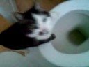 my cat drinking out of the toilet funny