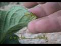 videos de Rocky Mountain Visitors