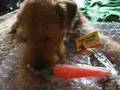 Airedale Terrier video