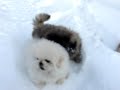 Pekingese
