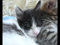 Video31 Les chatons de Ba�a
