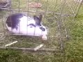 kitteh eats corm kitteh eats corm