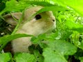 Baby Holland Lop in my Garden