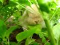 Baby Holland Lop in my Garden