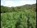 Haciendo HASH en Jamaica