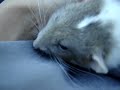 My pet rat bruxing and boggling