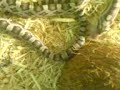 zabini (my snake) Eats zabini (my snake) Eats