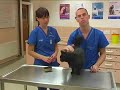 Watch the Cat Grooming Video