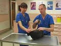 Watch the Cat Grooming Video
