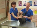 Watch the Cat Grooming Video