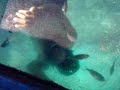 viendo calimentando pescado en bajo de mar