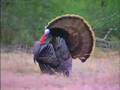 David Blanton turkey hunts texas