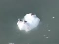 Island Princess Glacier Bay Alaska