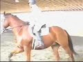 Louvell - beautiful 16.3h 8yo Holsteiner gelding for sale Louvell - beautiful 16.3h 8yo Holsteiner gelding for sale