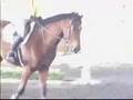 Louvell - beautiful 16.3h 8yo Holsteiner gelding for sale