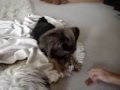 Silky Terrier video