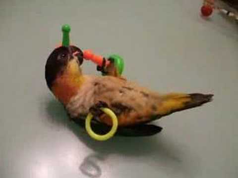 Caique Juggling