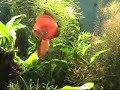 Discos em aquario plantado 