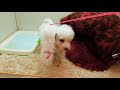 ビションフリーゼ  2019/5/23生まれ  男の子