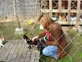 gatos con leucemia felina viven en un albergue para animales, son muy simpáticos. ¿Quieres adoptar uno? adopciones@proaweb.org