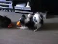 The Poodle & the Papillon: Tug of War The Poodle & the Papillon: Tug of War