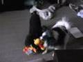 The Poodle & the Papillon: Tug of War