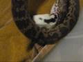 Echo eating first rat