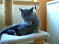 SIMON DER KATER....WÄSCHT SICH SIMON DER KATER....WÄSCHT SICH