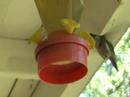 Hummingbird feeder
