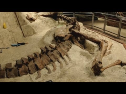 At - Subscribe to ITN News: http://bit.ly/1bmWO8h The bones of a Tyrannosaurus Rex discovered in Montana in 1988 have been unveiled at the Smithsonian Natural His...