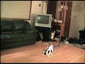 t rex in the living room