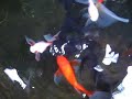 Fish Pond ni Jog - Episode 4 Fish Pond ni Jog - Episode 4