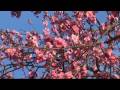 Reve de printemps..