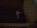 he is my puppy. i made him mad because he think that i steal his milkbone. lol