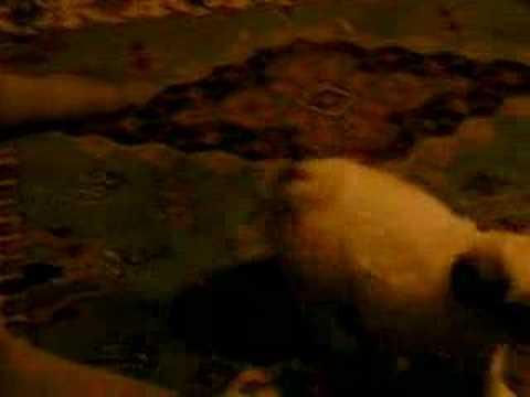 HEKABE KÜÇÜKKEN (27 TEMMUZ 2005)