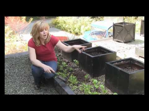 how to grow parsley