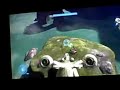 Halo 3 :: Hornet