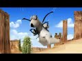 bear cactus
