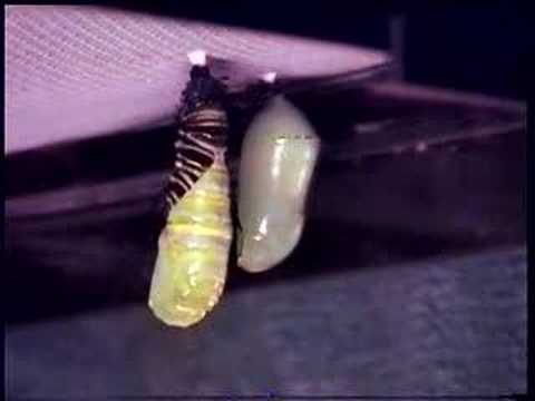 caterpi
