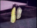 Monarch Caterpillar to Chrysalis Timelapse Monarch Caterpillar to Chrysalis Timelapse