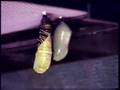 Monarch Caterpillar to Chrysalis Timelapse