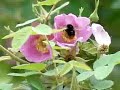 bumblebee in action